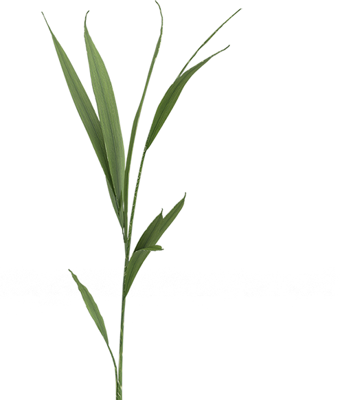 Best Publishing Plant
